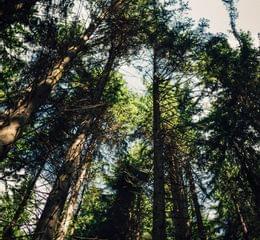 Torghele's Wald + Fluh - Wald Wellness im Hotel im Allgäu